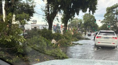Temporal no fim da tarde provoca alagamentos e quedas de árvores em São José dos Campos (2)