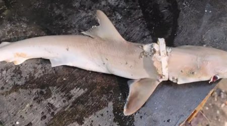 Tubarão morto com argola de plástico em Ubatuba expõe impacto do lixo