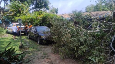 Vendaval de 80 km/h provoca quedas de árvores e paralisa travessia de balsa em São Sebastião