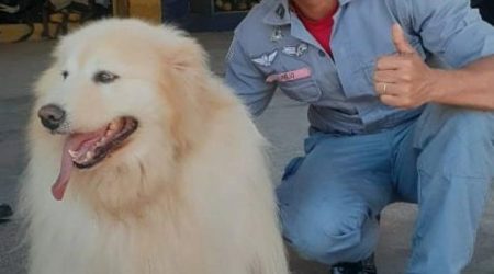 Bombeiro morre durante corte de árvore em Guaratinguetá