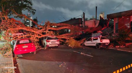 Enorme árvore cai na avenida Anchieta em São José dos Campos