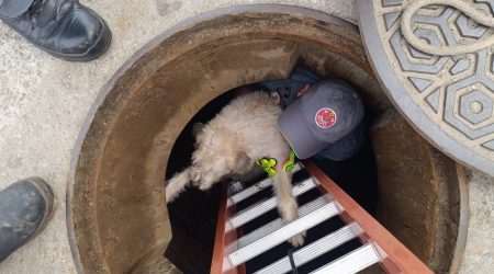 Cachorra cega cai em bueiro em Caraguatatuba e é salva pelo Corpo de Bombeiros