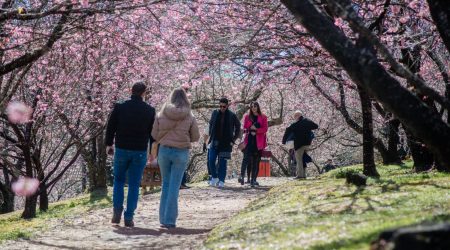 Tradição japonesa inspira Festa da Cerejeira em Campos do Jordão