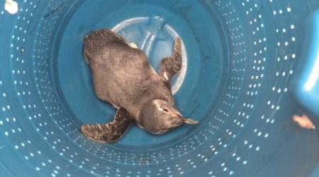 Temporada de migração começa com 29 pinguins mortos em praias do Litoral Norte
