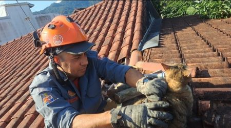 Gato é regatado entre paredes de residência em Caraguatatuba