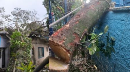 Árvore cai em Ubatuba e danifica residência no bairro Itaguá