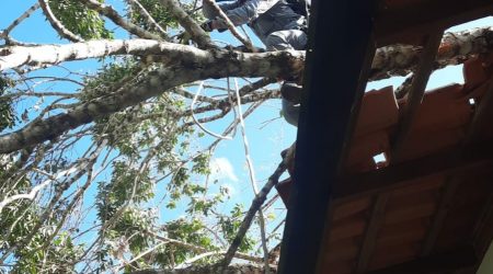 Após ventania, mais uma árvore cai em residência de Ubatuba