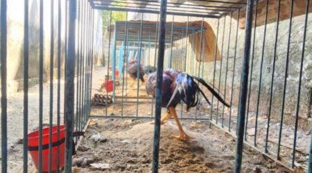Maus-tratos a 18 aves geram multa de R$ 54 mil em Guaratinguetá