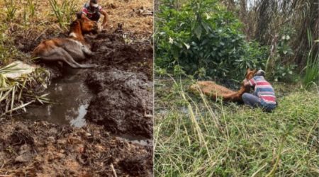 Cavalos atolados em terreno são resgatados pelos Bombeiros em São José dos Campos
