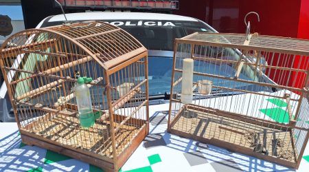 Homem é multado em R$ 9,5 mil por manter aves em condições insalubres em Lorena