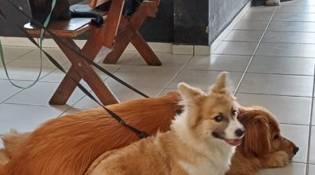 Motorista, com CNH suspensa, é preso por maus-tratos a animais na Via Dutra em Pindamonhangaba