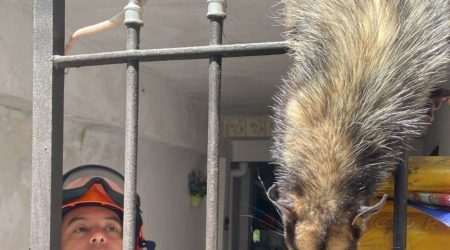 Família de gambás é resgatada pelo Bombeiros em Caraguatatuba