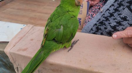 Polícia Ambiental autua moradora de Igaratá por maus-tratos a aves