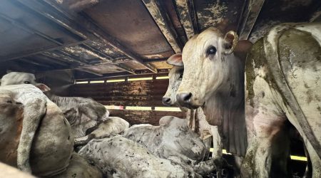 Polícia Ambiental flagra maus-tratos a gado na Tamoios