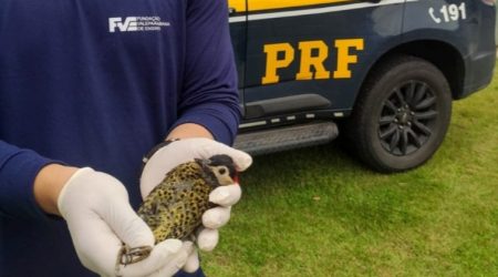 FLIM 2025 reunirá autores, música e cultura no Parque Vicentina Aranha em São José dos Campos