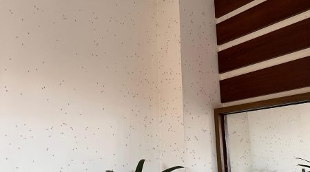 Infestação de Pernilongos