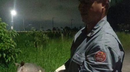 Tatu foi resgatado no quintal de uma casa em Caraguatatuba