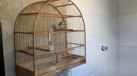 Ave silvestre foi apreendida durante fiscalização da Polícia Ambiental em Tremembé