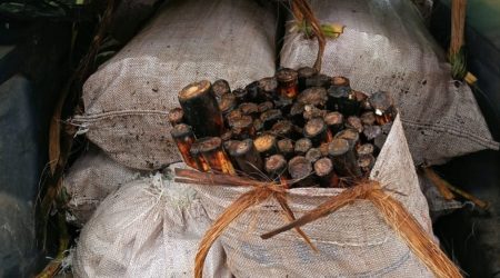 Transporte ilegal de palmito gera multa de R$ 693 mil