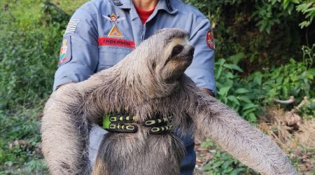 Bicho-preguiça é resgatado após aparecer em avenida no bairro Sumaré, em Caraguatatuba