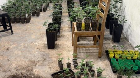 Estrutura clandestina para cultivo de maconha foi encontrada em área rural de Paraibuna