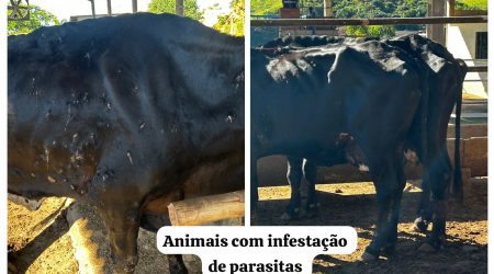 Polícia Ambiental apreende 45 animais em situação de maus-tratos