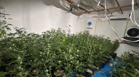 Polícia Civil encontrou cerca de 150 pés de maconha em casa adaptada em Taubaté