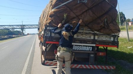 Carga de abacaxi mal acondicionada leva à retenção de caminhão na Via Dutra