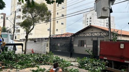 Supressão de árvore gera discussão entre ambientalistas e funcionários da prefeitura em São José dos Campos