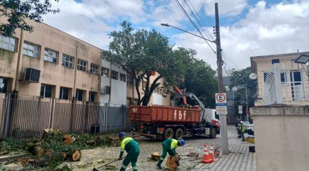 Prefeitura atende pedidos, e quatro árvores são cortadas no Jardim São Dimas!