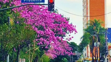 arvores são josé dos Campos