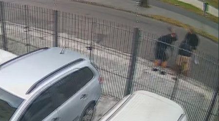 ataque Pit Bull