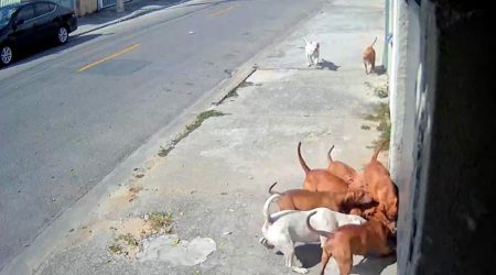 ataque animal, segurança no bairro, cães agressivos, guarda responsável