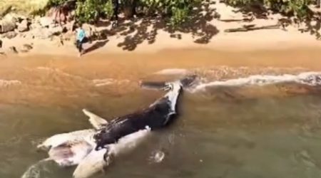 Filhote de baleia-jubarte é encontrado morto na região do Perequê, em Ilhabela