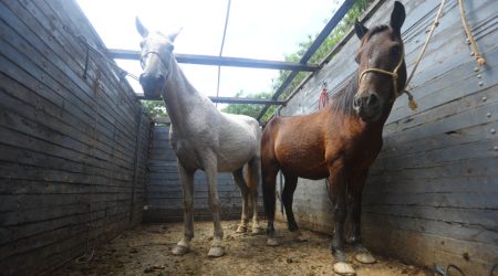Quer um cavalo? Faça a inscrição pela central da prefeitura / Foto: Claudio Vieira, PMSJC