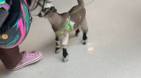 Simpática e carinhosa, mini cabra vira sensação em shopping de São José dos Campos