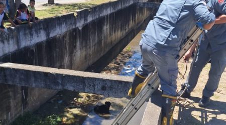 Cachorro cego cai em canal de drenagem e é resgatado pelos Bombeiros em São Sebastião