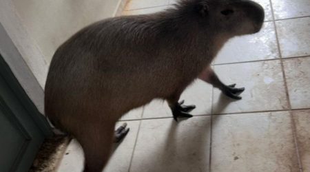 Polícia flagra capivara como animal de estimação e dono é multado em São José dos Campos