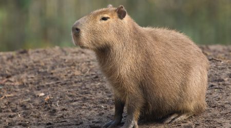 Bombeiros resgatam capivara em risco em São José