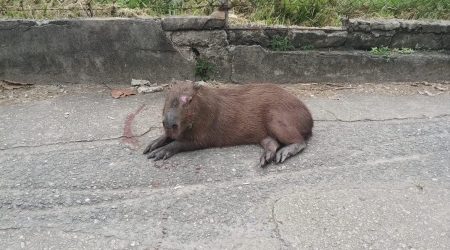 Bombeiros resgatam capivara em situação de risco