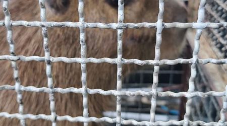 Bombeiros capturam capivara que mordeu cão em condomínio de São Sebastião