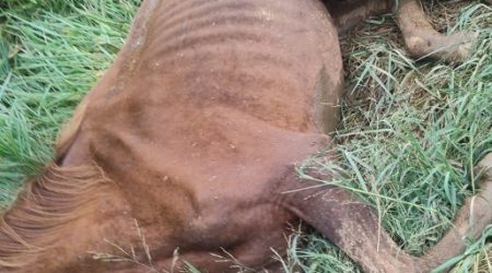 Polícia encontra cavalo em maus-tratos na zona norte de São José dos Campos e aciona resgate