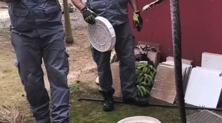 cobra