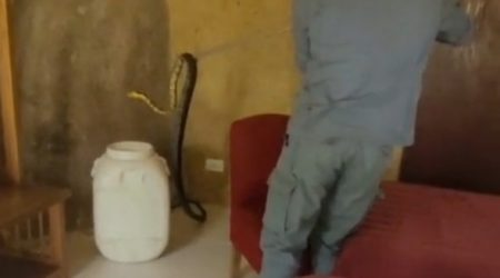 Cobra é resgatada pelos Bombeiros dentro de quatro de pousada em Ilhabela