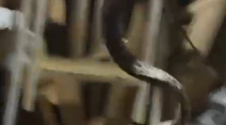 Cobra de grande porte é capturada dentro de casa no bairro da Almada, em Ubatuba