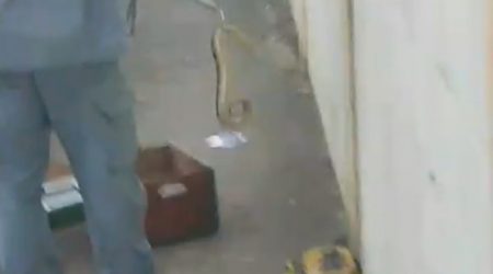 Cascavel é resgatada pelos Bombeiros na Via Oeste!