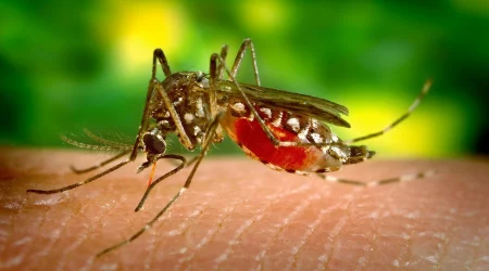 dengue