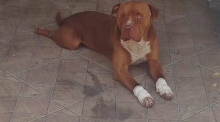 Mulher é multada por arrastar cachorro com carro em movimento em São José