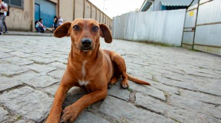 Suspeito de matar animais em lives é preso após investigação digital da Polícia de SP