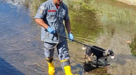 Cão cego e idoso é resgatado em canal de escoamento pelos Bombeiros em São Sebastião